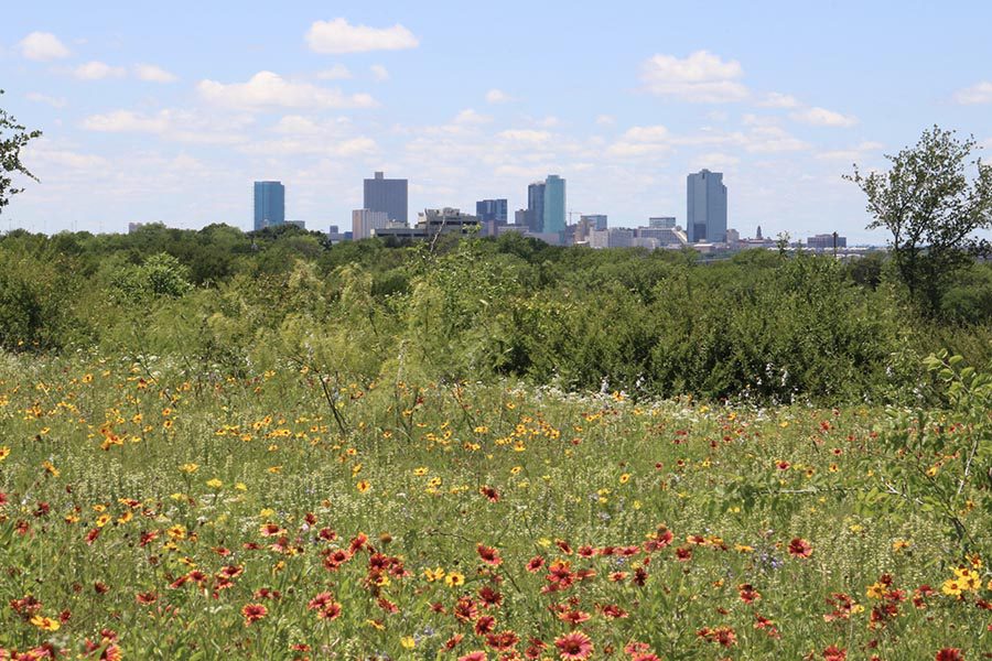 Pantego, TX Insurance - View of Downtown Fort Worth, TX From a Field of Red and Yellow Wildflowers and Tall Grasses